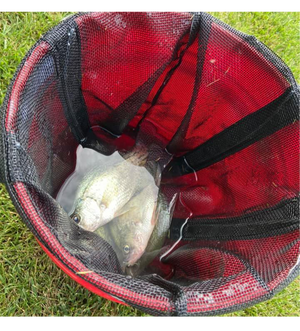 Lakewood Products Treasure Chest! Move those fish from the live well to your cooler with ease! Mesh allows air/water circulation. Made in the USA. Available in 2 different sizes to fit your needs: Small – Perfect for Crappie, Blue Gill, and smaller fish. Large – Perfect for Bass, Walleye, and larger sized fish.