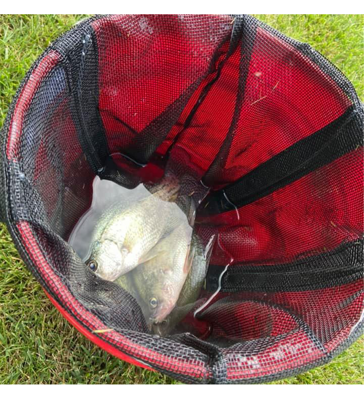 Lakewood Products Treasure Chest! Move those fish from the live well to your cooler with ease! Mesh allows air/water circulation. Made in the USA. Available in 2 different sizes to fit your needs: Small – Perfect for Crappie, Blue Gill, and smaller fish. Large – Perfect for Bass, Walleye, and larger sized fish.