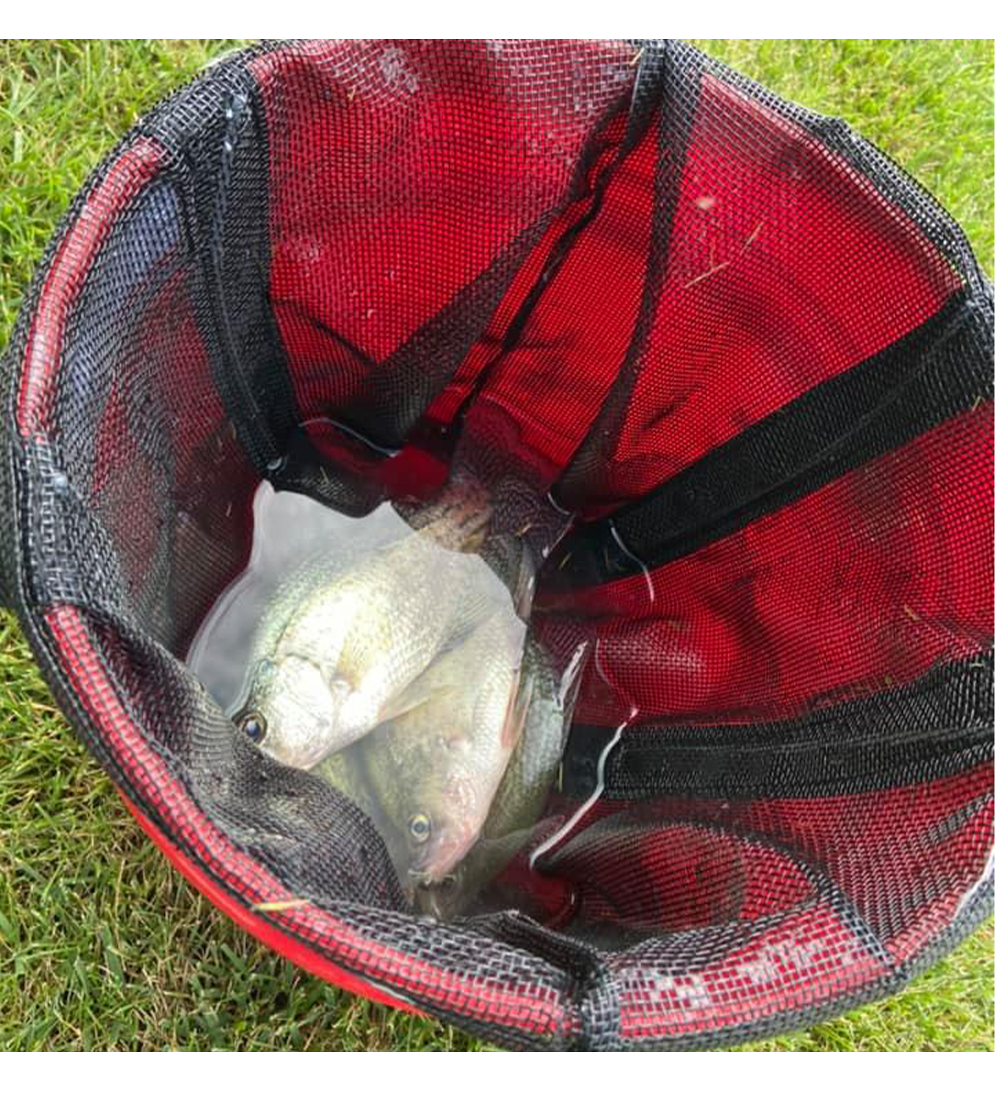 bag net for fishing Treasure Chest - Mesh Live Well Bag- 2 Sizes Available!